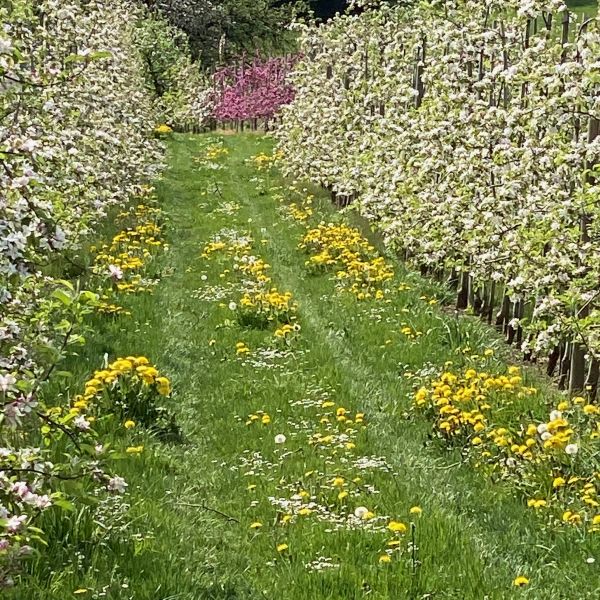 Obstgarten